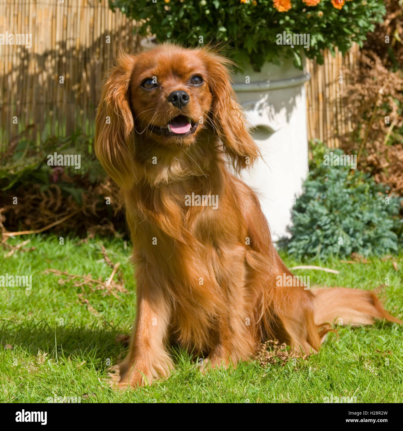 red cavalier king charles spaniel
