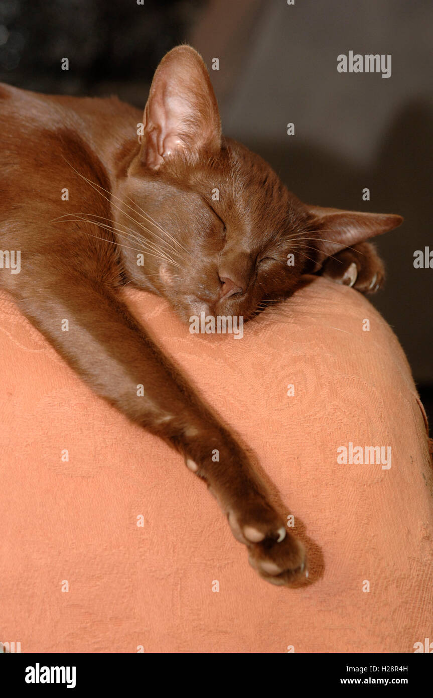 sleeping oriental short haired cat Stock Photo