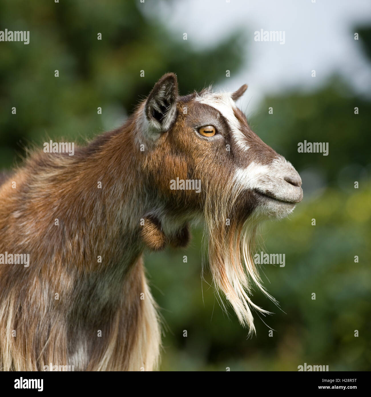 goat Stock Photo