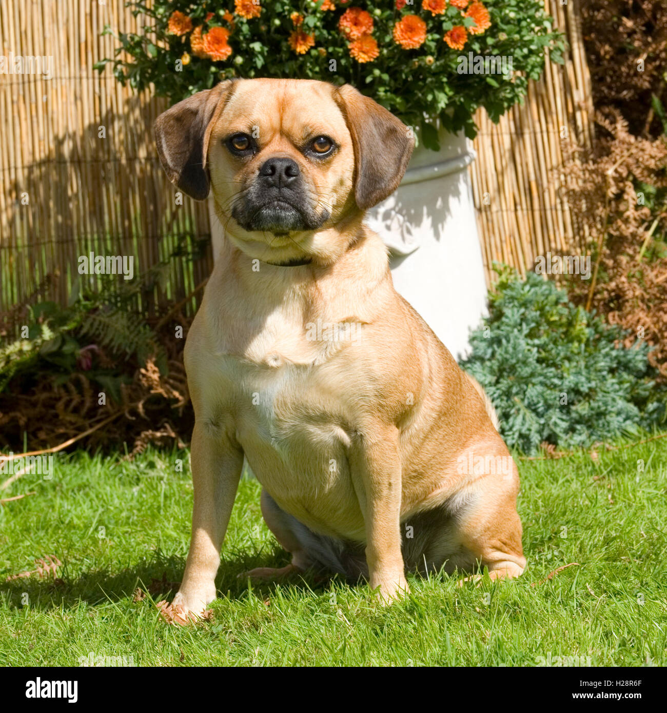 Pug cross beagle hi-res stock photography and images - Alamy