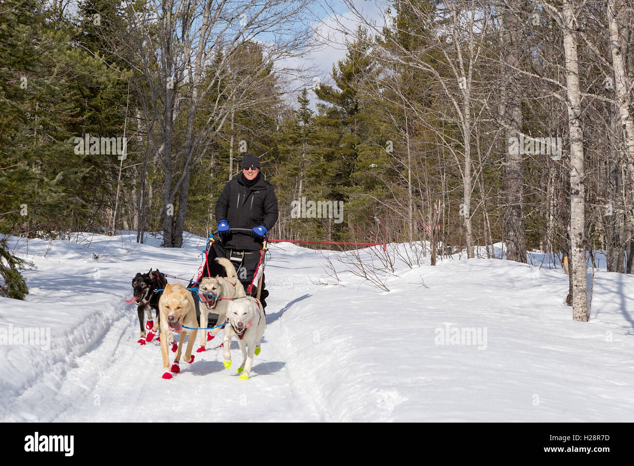 senior man dog sledding outdoors in the snow of Northern Michigan Stock Photo
