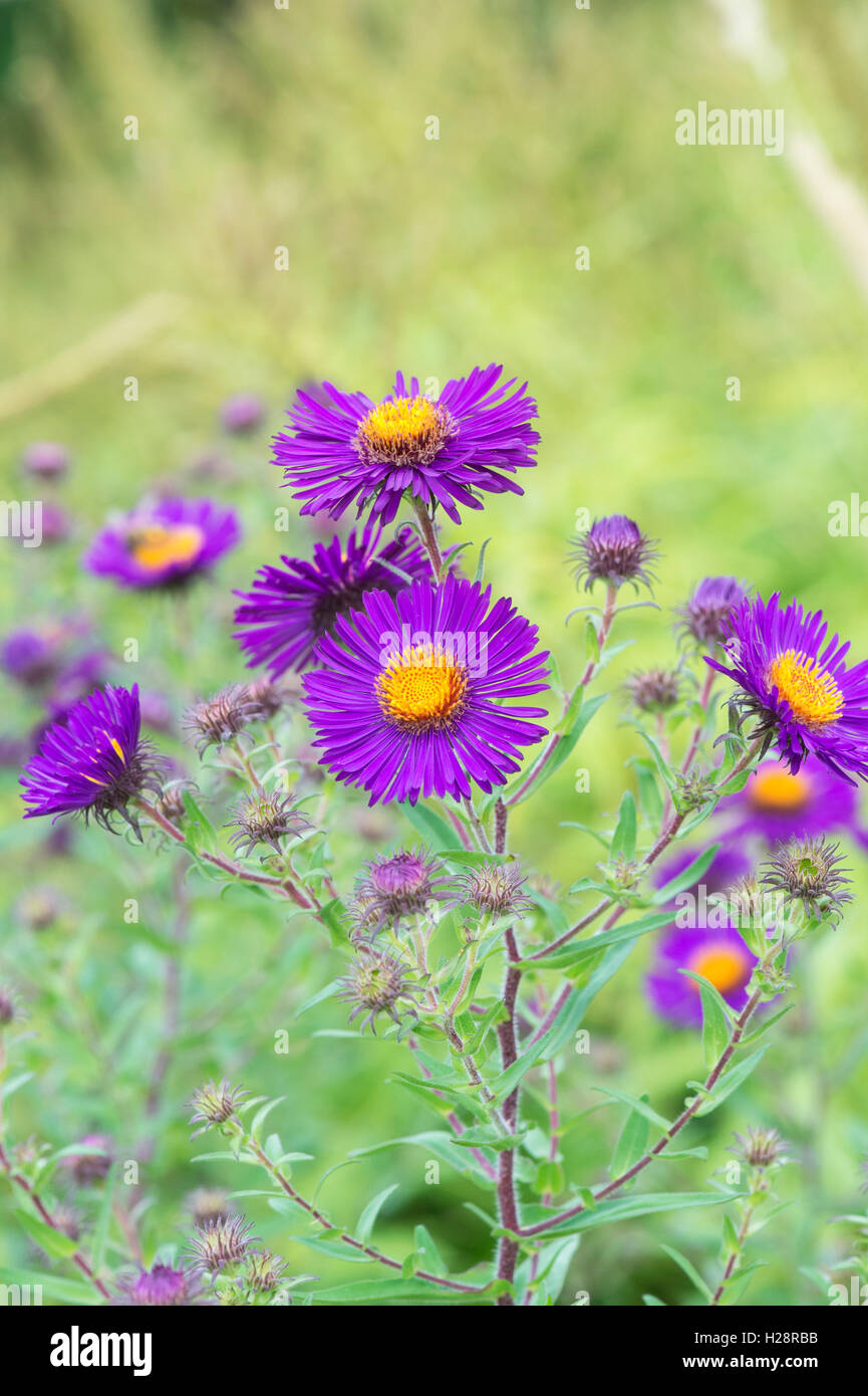 Aster novaeangliae 'Violetta' flowers. New England Asters Stock Photo