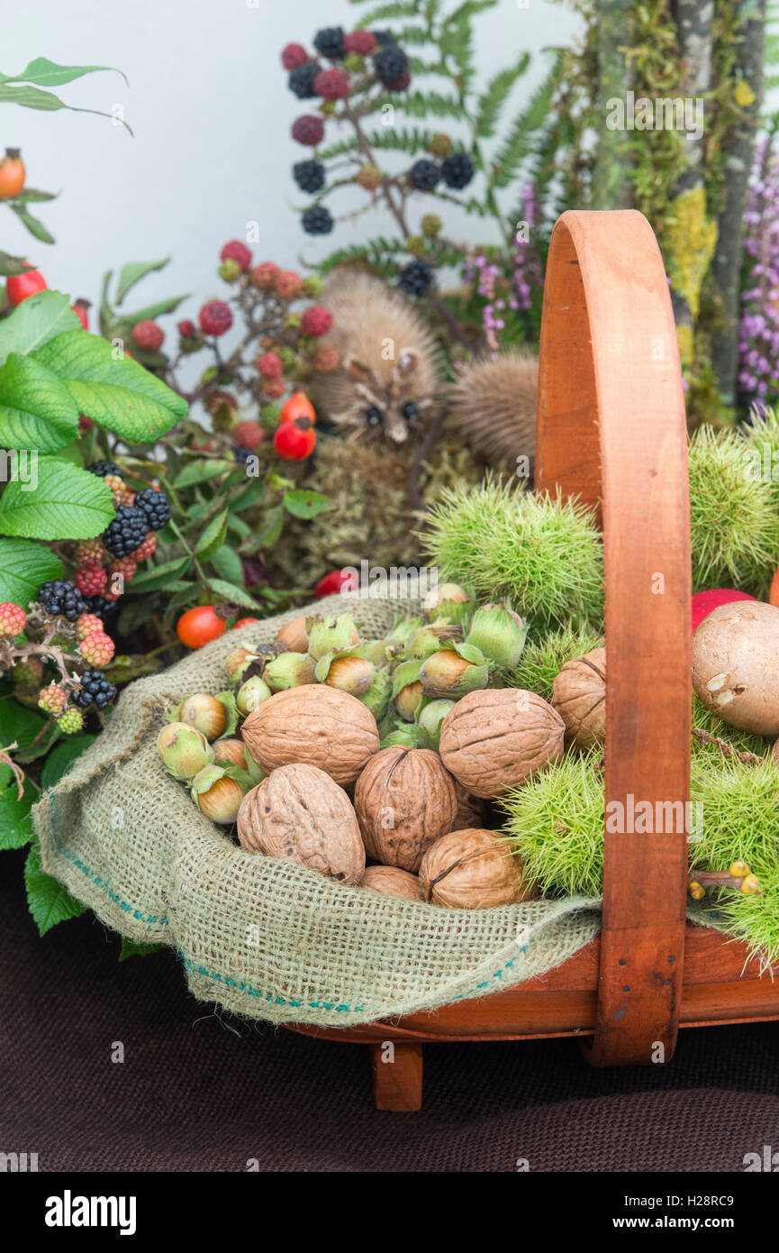 Floral autumn art. Wooden trug with harvested nuts and fruit. Harrogate autumn flower show. Harrogate, North Yorkshire, England Stock Photo