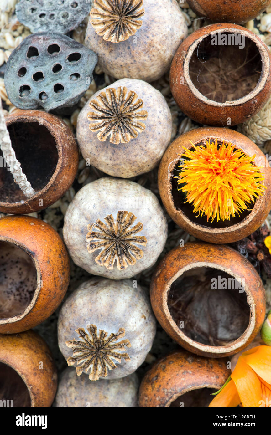Floral autumn art. Autumn seed pods and flowers close up. Harrogate autumn flower show. Harrogate  North Yorkshire, England Stock Photo