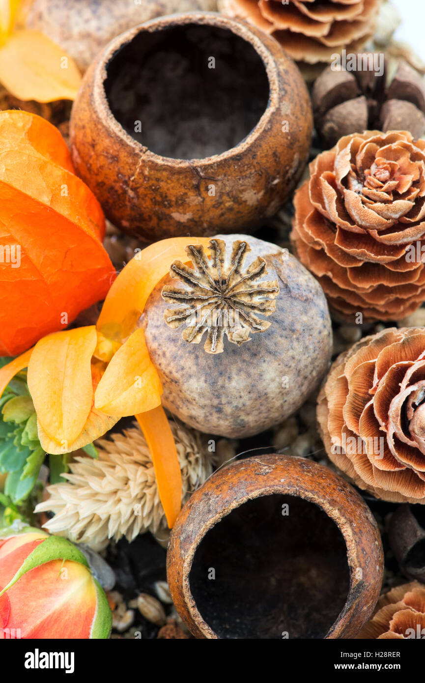 Floral autumn art. Autumn seed pods and flowers close up. Harrogate