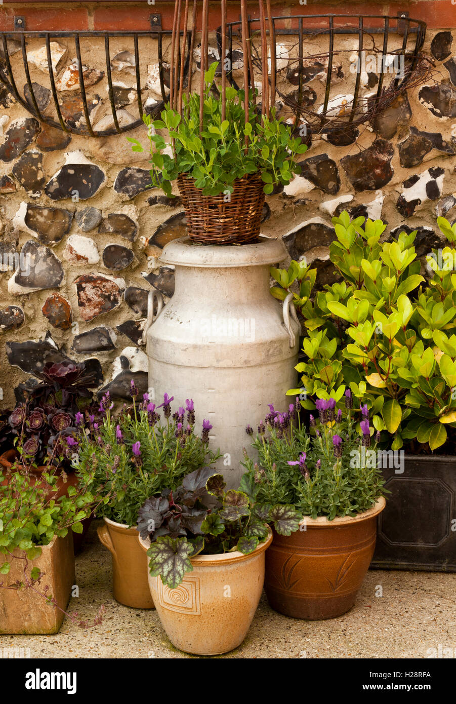 Flower Pots and an old milk churn displaying flowering plants Stock Photo Alamy