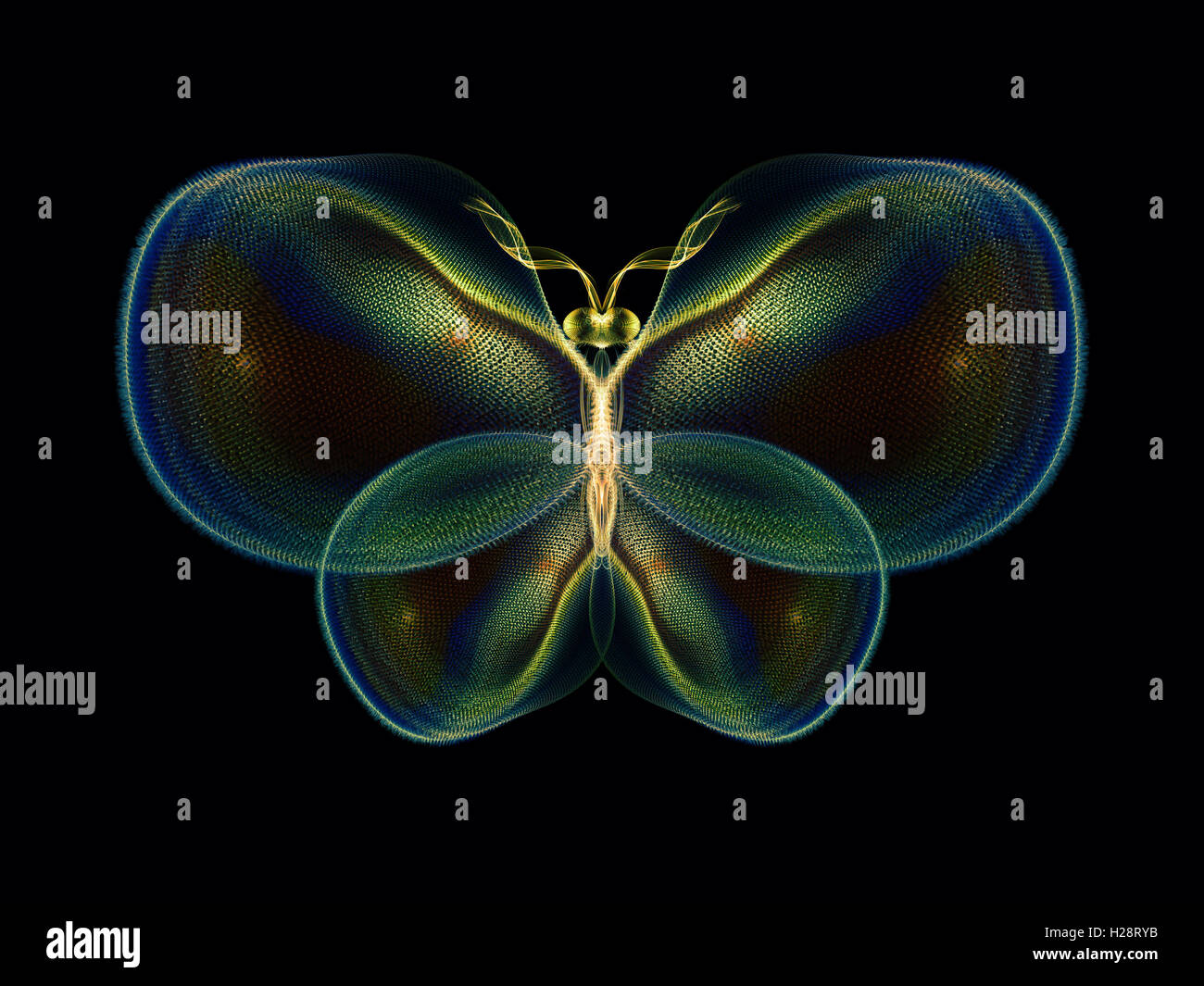 In Search of Butterfly Stock Photo - Alamy