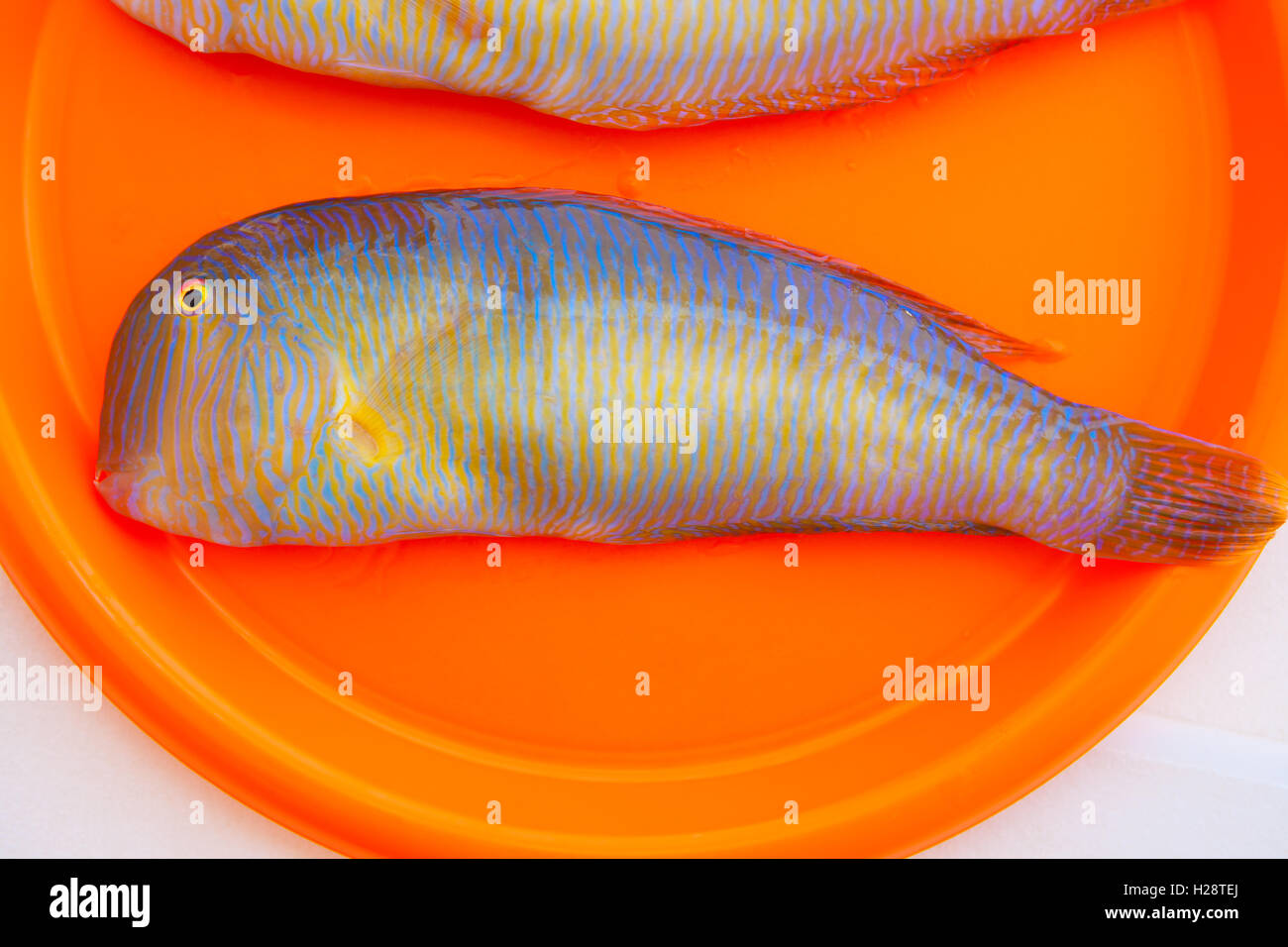 Fish Xyrichthys novacula also called Raor pearly razorfish Stock Photo