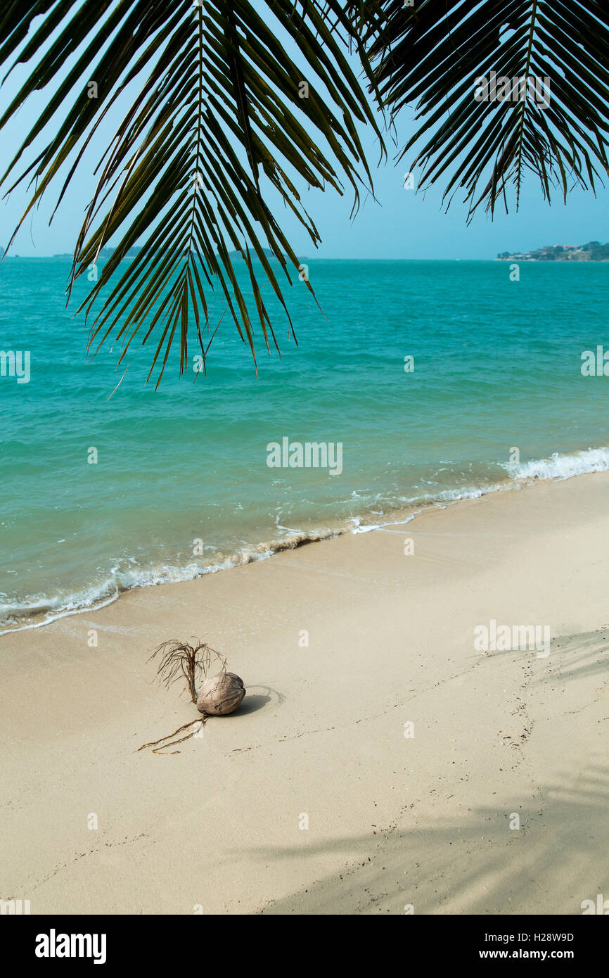 Coconut on beautiful tropical beach Stock Photo Alamy