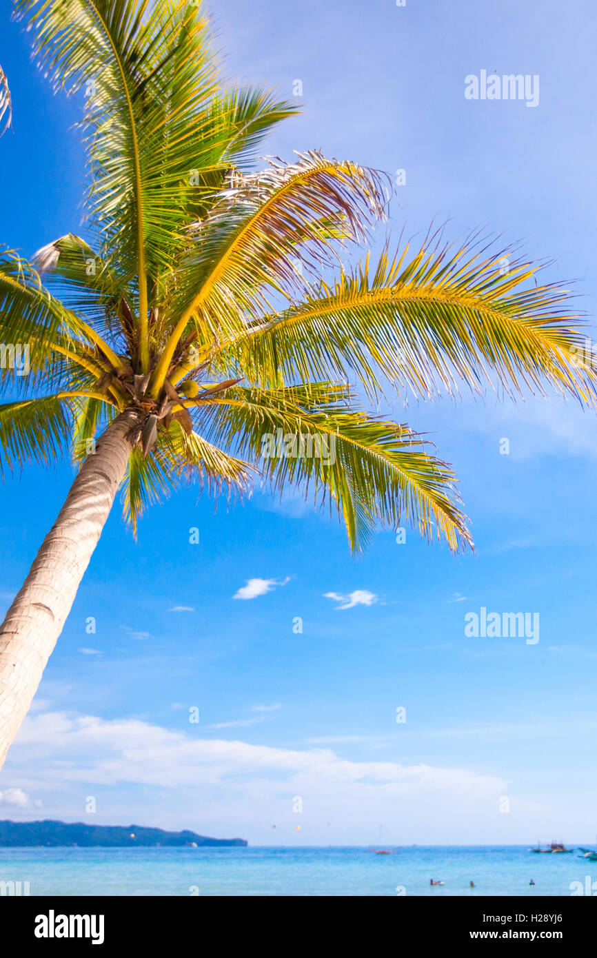 Coconut Palm tree on the sandy beach background blue sky Stock Photo ...