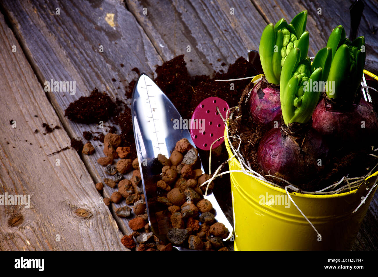 Planting Hyacinth Bulbs Stock Photo