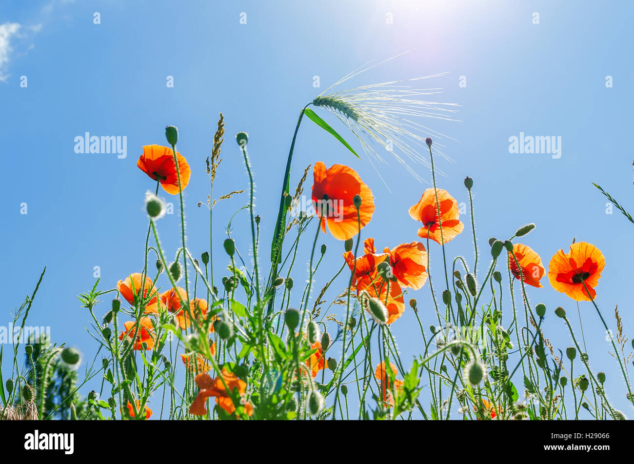 red poppies under blue sky Stock Photo - Alamy