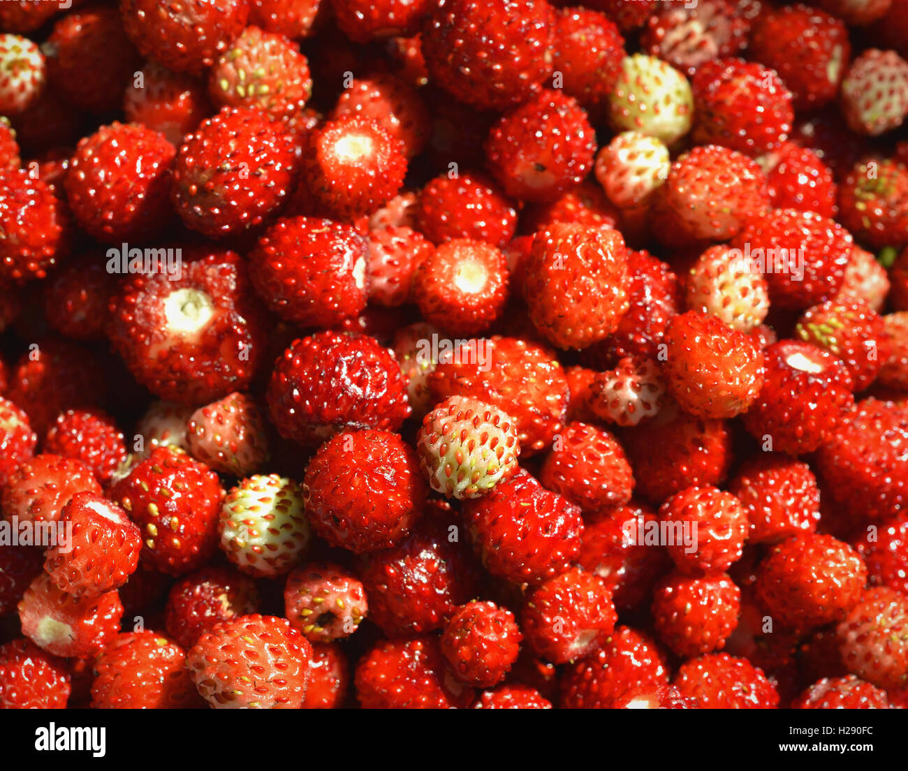Wild strawberries background Stock Photo - Alamy