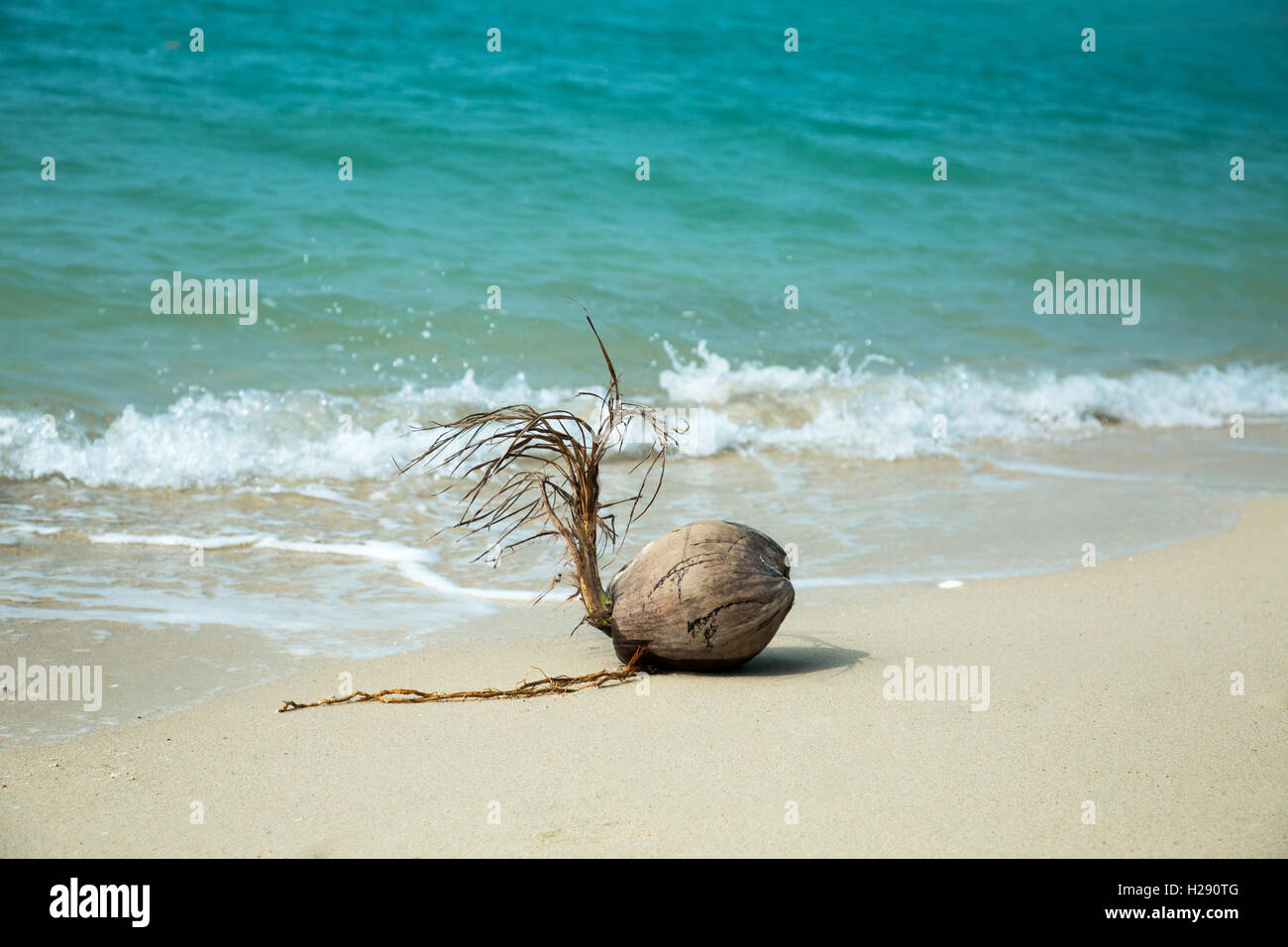Coconut on the beach Stock Photo Alamy
