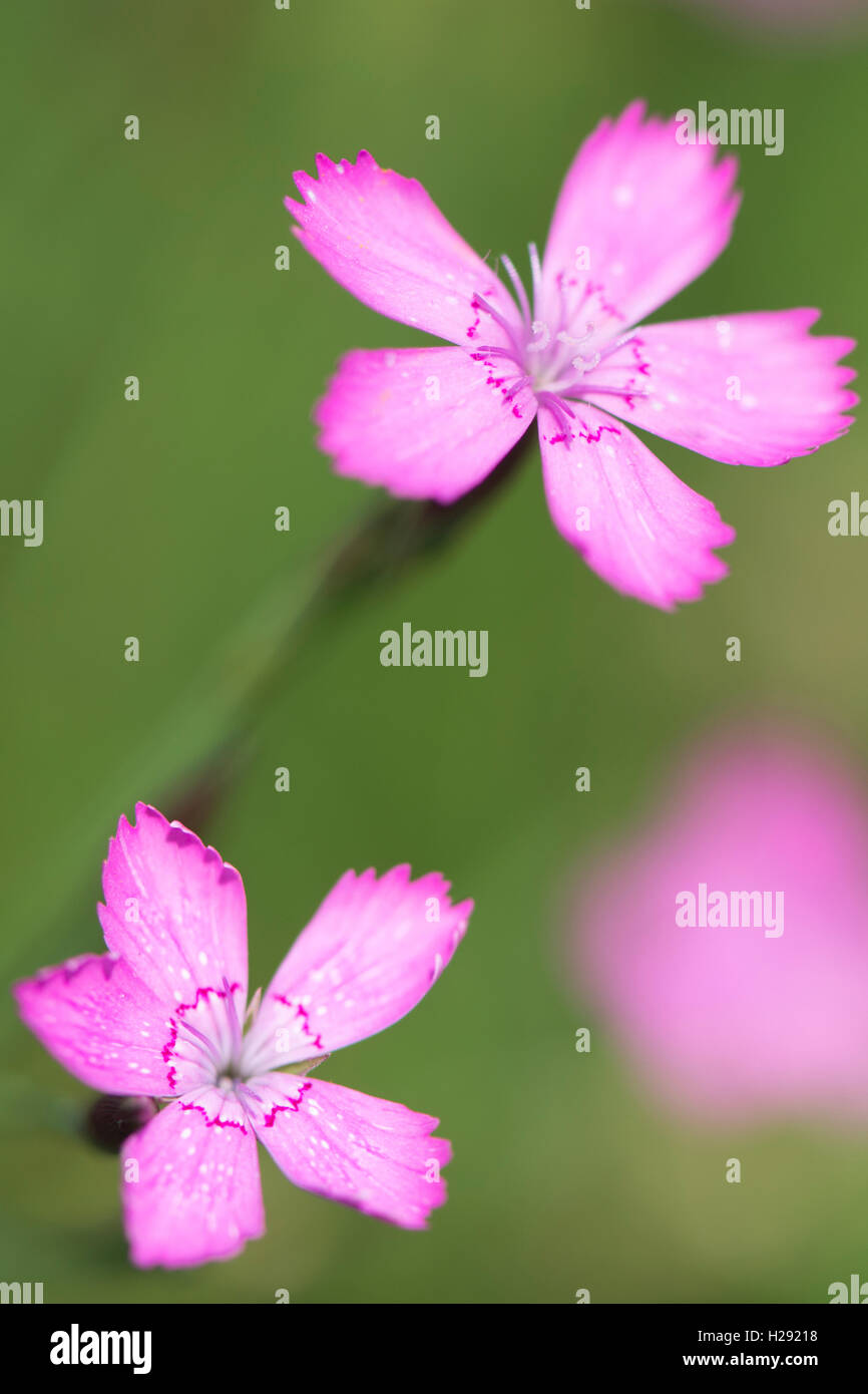 Maiden pink (Dianthus deltoides), Emsland, Lower Saxony, Germany Stock Photo
