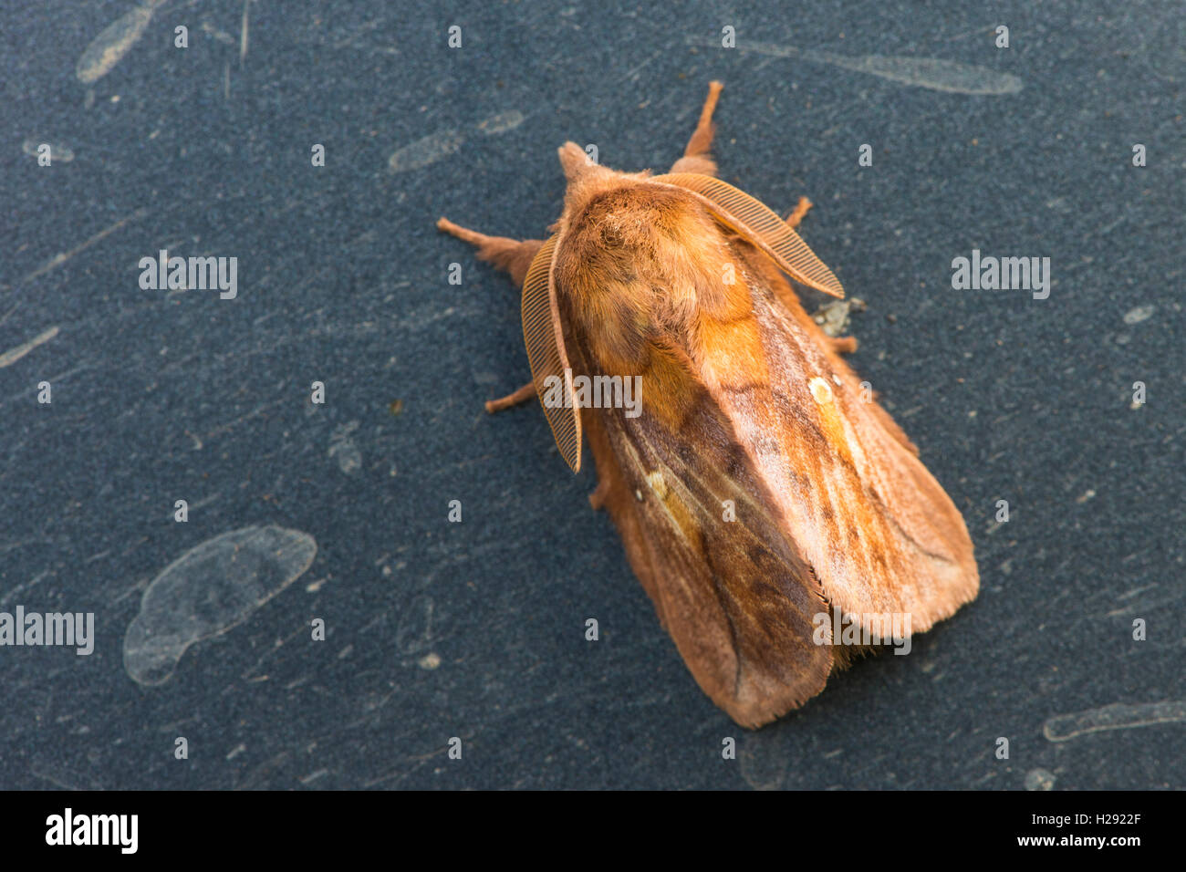 Drinker (Euthrix potatoria), moth, Emsland, Lower Saxony, Germany Stock Photo