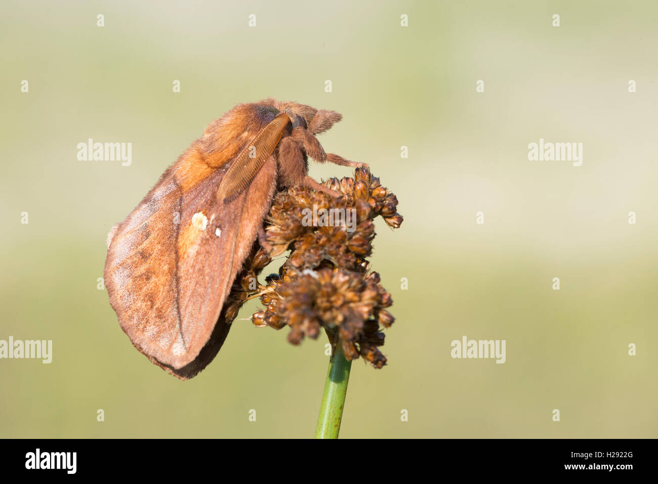 Drinker (Euthrix potatoria), moth on flower, Emsland, Lower Saxony, Germany Stock Photo