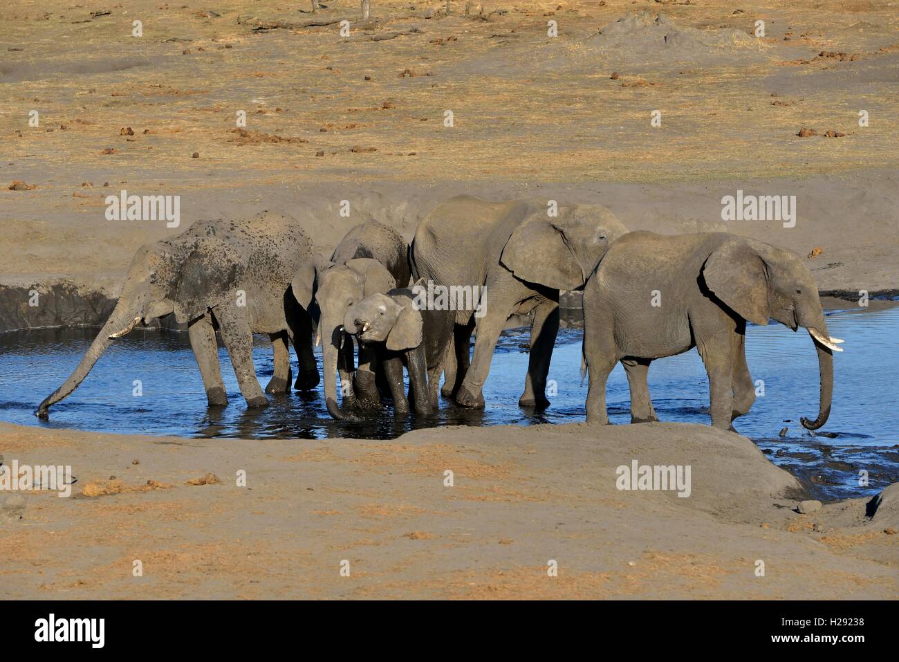 African bush elephants (Loxodonta africana), small herd at Somalisa watering hole, Hwange National Park, Matabeleland North Stock Photo