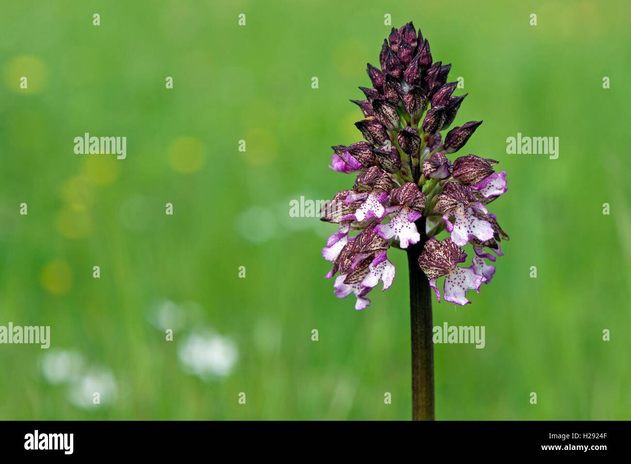 Lady orchid (Orchis purpurea), Tuscany, Itallien Stock Photo