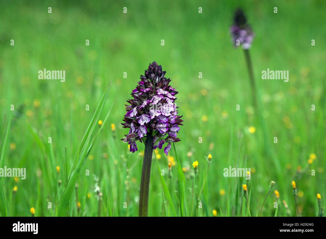 Lady orchid (Orchis purpurea), Tuscany, Itallien Stock Photo