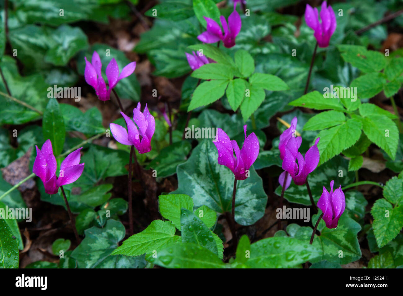 Spring sowbread (Cyclamen repandum) with water droplets, Tuscany, Italy Stock Photo
