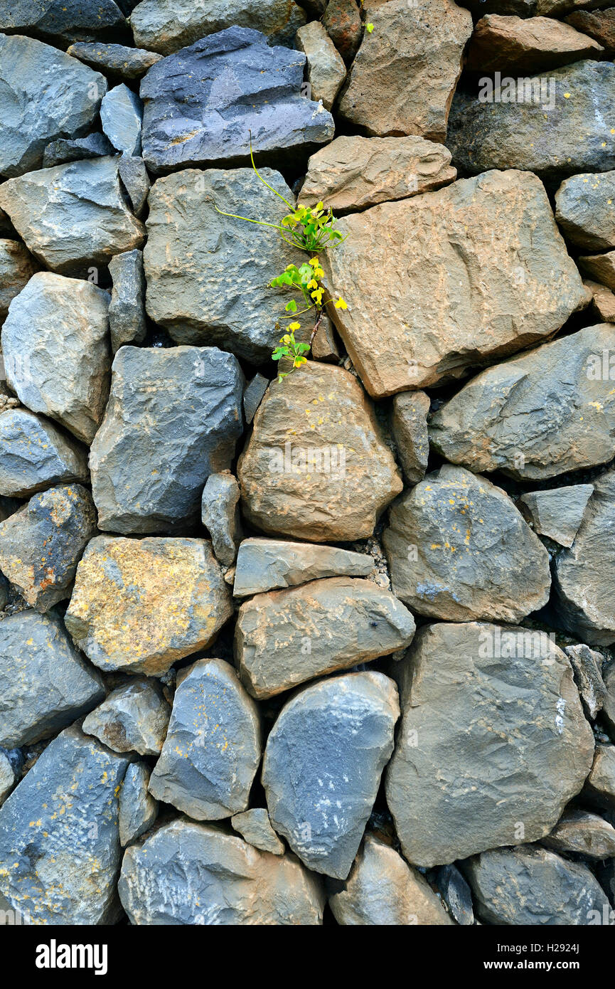 Clover growing between stones in wall, lava rocks, Tenerife, Canary Islands, Spain Stock Photo