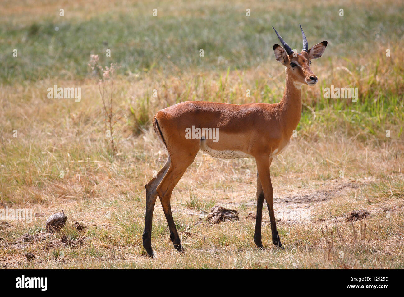 Impala (Aepyceros melampus), Lake Manyara National Park, Tanzania Stock Photo