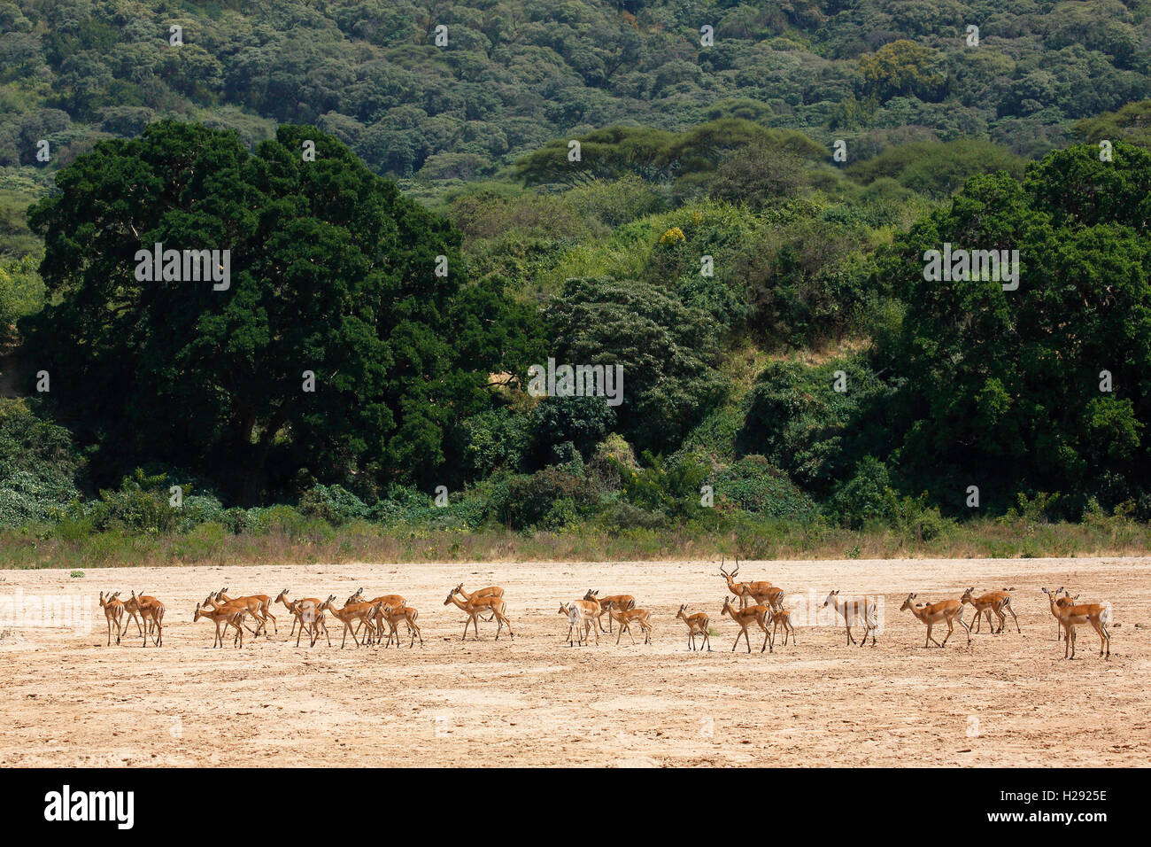 Impala (Aepyceros melampus), herd crossing dry riverbed, Lake Manyara National Park, Tanzania Stock Photo