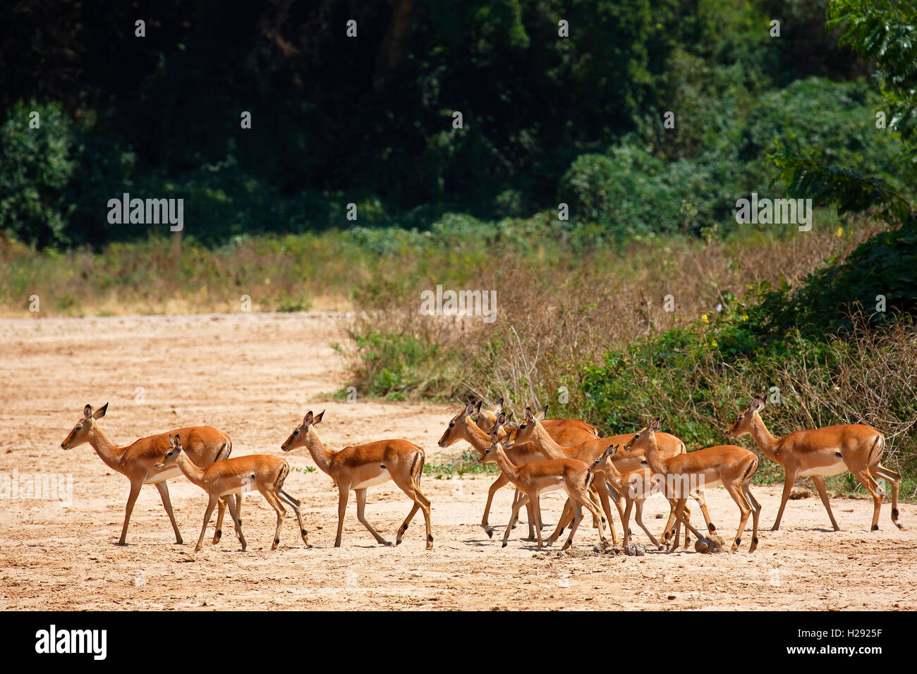 Impala (Aepyceros melampus), herd crossing dry riverbed, Lake Manyara National Park, Tanzania Stock Photo