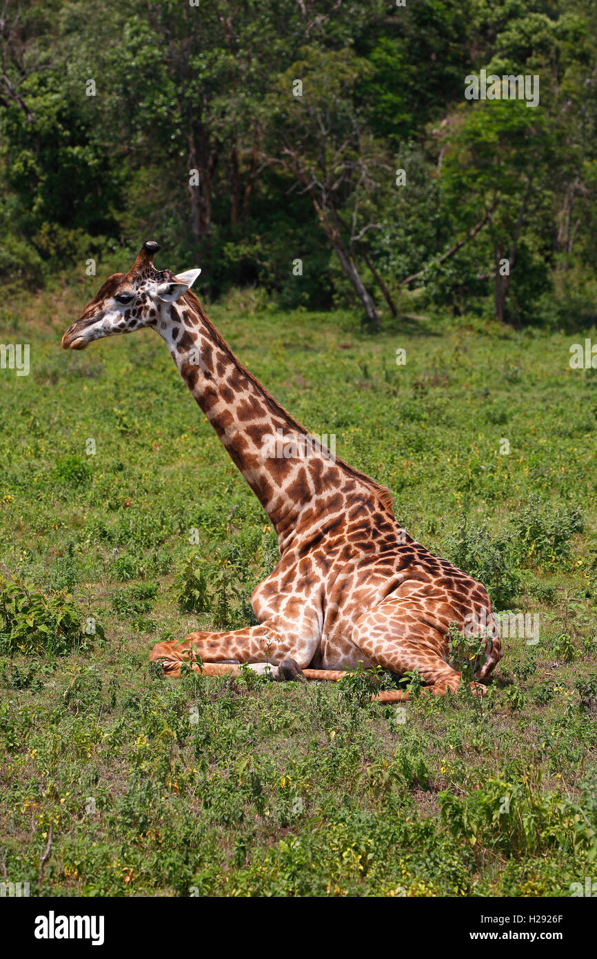 Maasai giraffe (Giraffa camelopardalis) sitting on ground, Arusha National Park, Tanzania Stock Photo