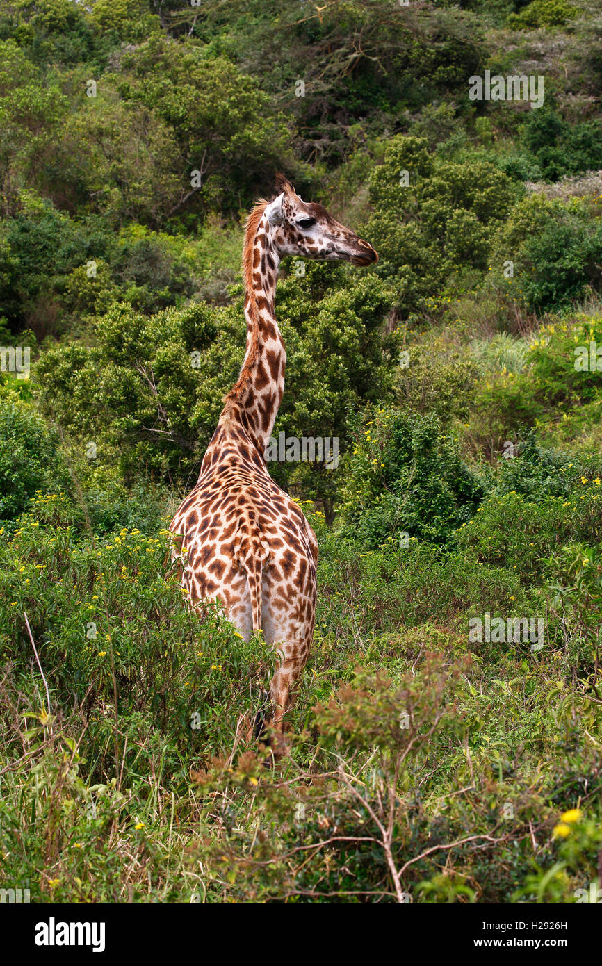 Giraffe (Giraffa camelopardalis) in dense bushland, Arusha National Park, Tanzania Stock Photo
