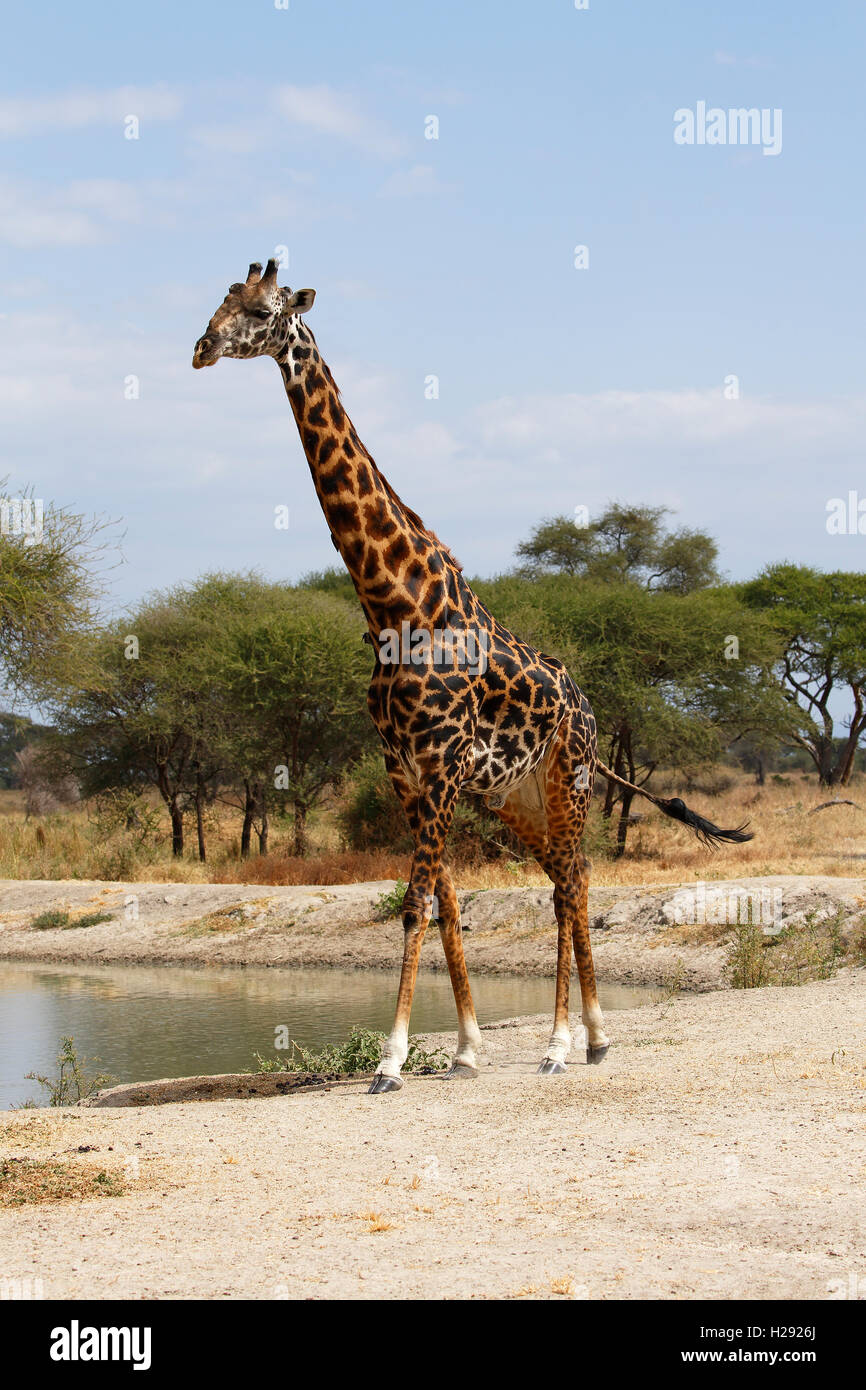 Giraffe (Giraffa camelopardalis), male at waterhole, Tarangire National Park, Tanzania Stock Photo