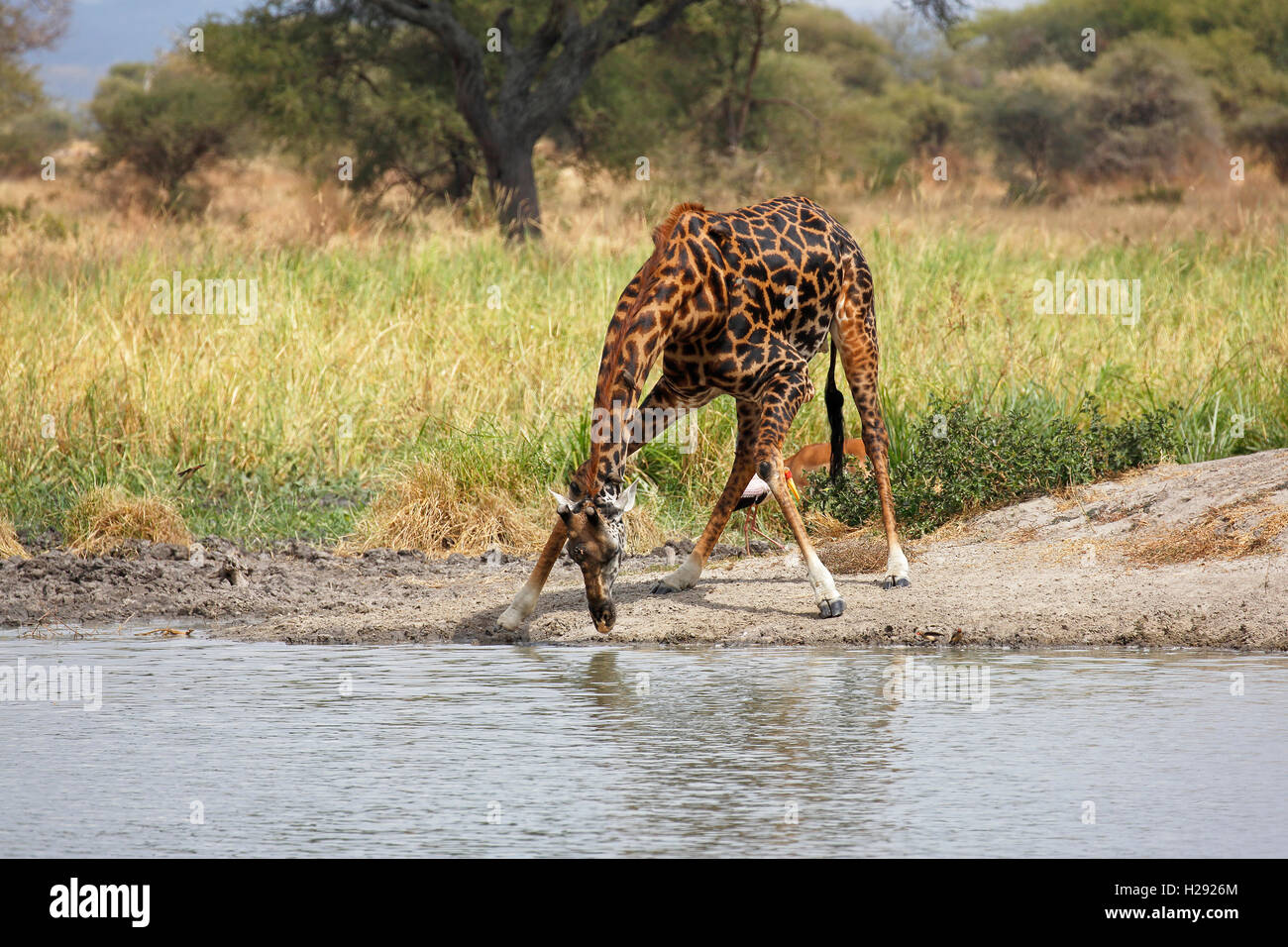 Giraffe (Giraffa camelopardalis), male drinking, Tarangire National Park, Tanzania Stock Photo