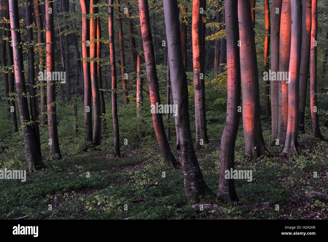 Illuminated tree trunks in beech forest, European beech (Fagus sylvatica), morning light, spring, Jasmund National Park, Rügen Stock Photo