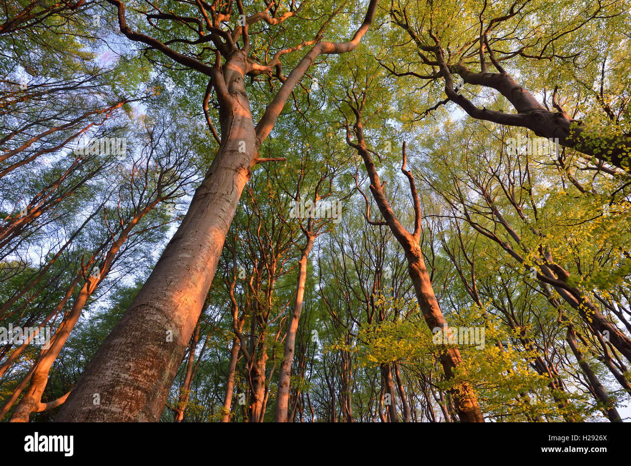European beech (Fagus sylvatica) trees, treetops in spring, Jasmund National Park, Rügen, Mecklenburg-Western Pomerania Stock Photo