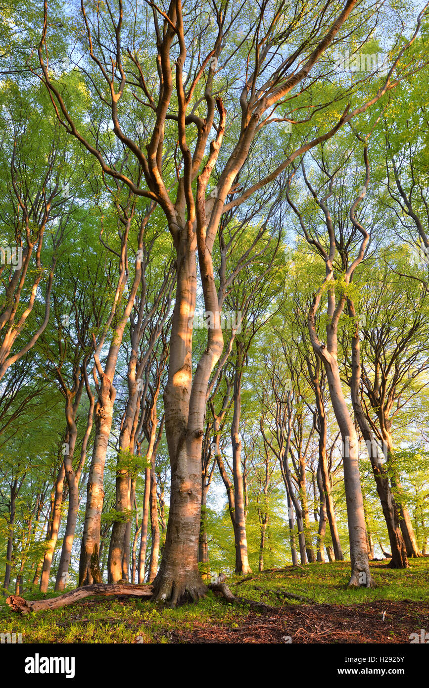 European beech (Fagus sylvatica) trees, beech forest in spring, Jasmund National Park, Rügen, Mecklenburg-Western Pomerania Stock Photo