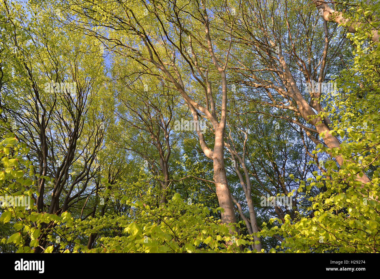 European beech (Fagus sylvatica) trees, beech forest in spring, Jasmund National Park, Rügen, Mecklenburg-Western Pomerania Stock Photo
