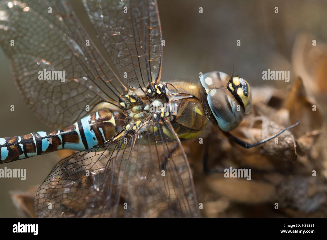 Close-up of male migrant hawker dragonfly (Aeshna mixta) in Surrey, England Stock Photo