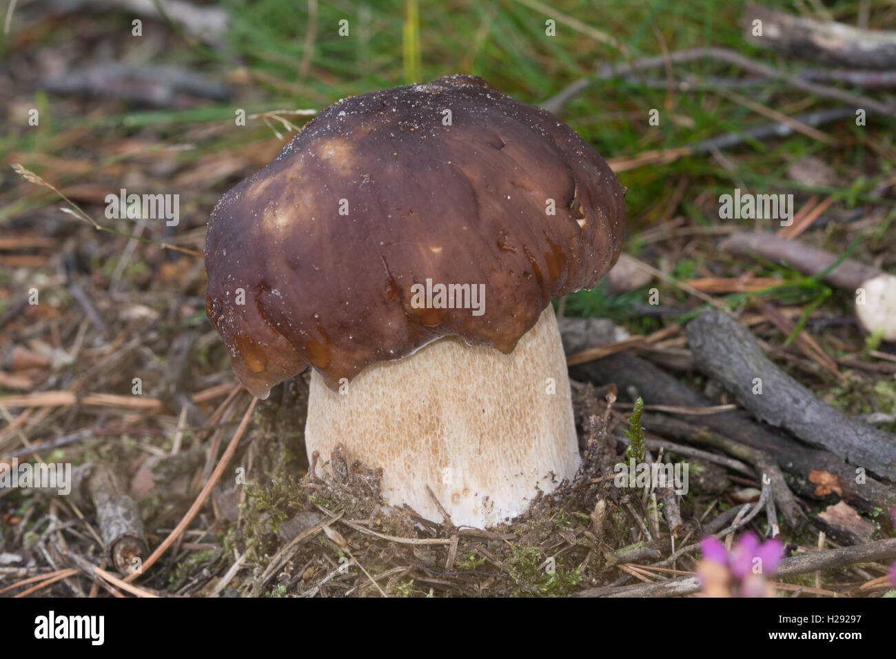 Bolete toadstool fungus mushroom (Boletus), England, UK, during autumn Stock Photo