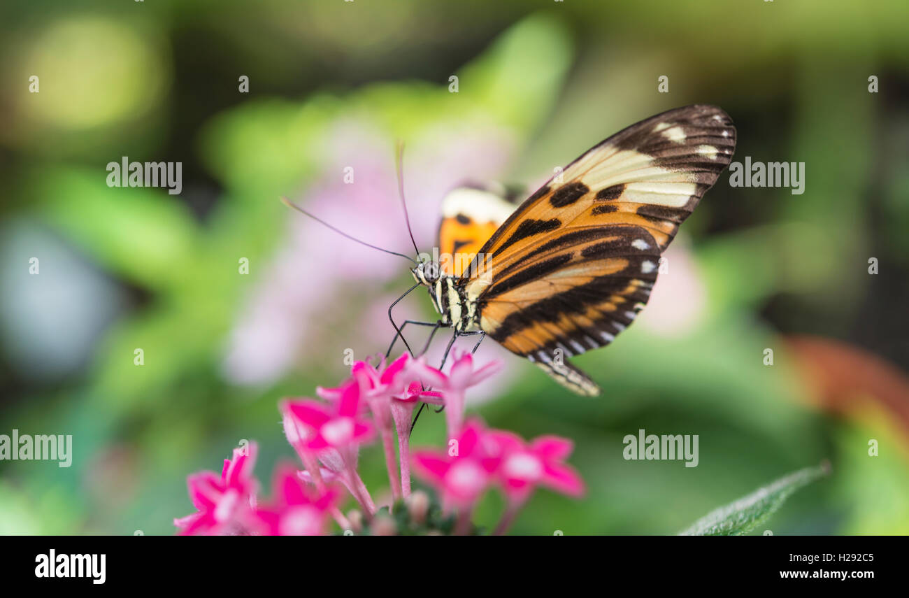 Xanthocles longwing (Heliconius xanthocles) sitting on pink flower, captive Stock Photo