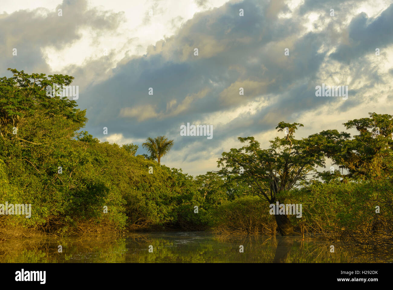 Rainforest vegetation, dramatic clouds, Cuyabeno National Park, Amazonia, Sucumbíos, Ecuador
