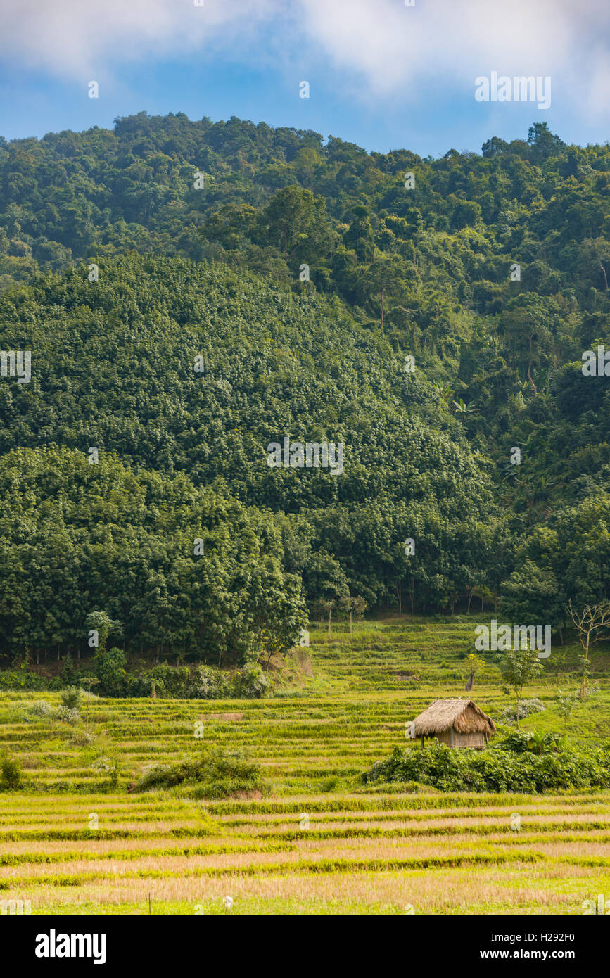 Rice paddies after harvest, small hut, Luang Namtha, Luang Namtha Province, Laos Stock Photo