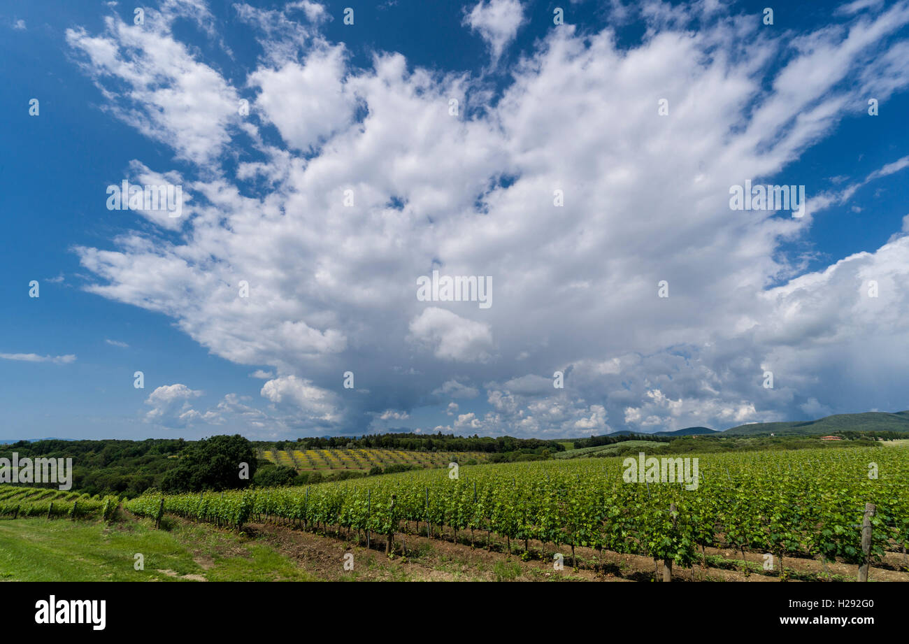 Rolling hills in Tuscany on a sunny day with dramatic clouds Stock Photo -  Alamy