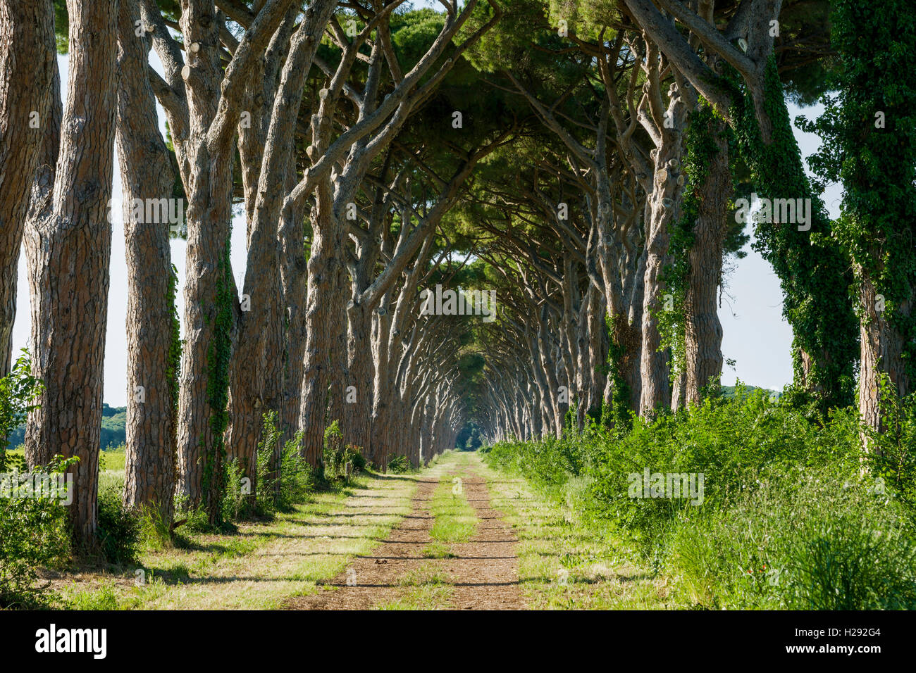 Alleyway with green pine trees, San Vincento, Tuscany, Italy Stock Photo
