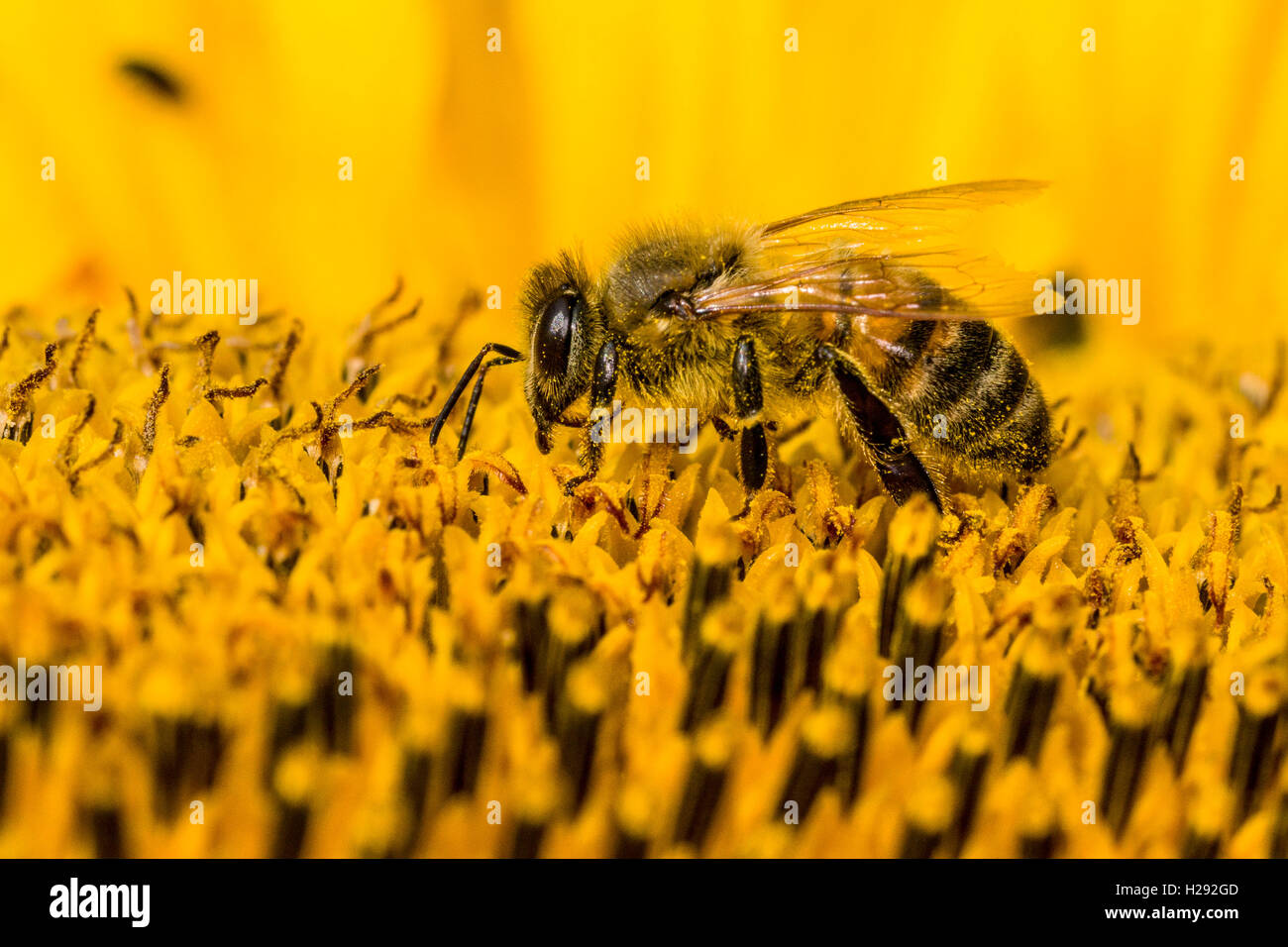Carniolan honey bee (Apis mellifera carnica) is collecting nectar at a common sunflower (Helianthus annuus) blossom, Saxony Stock Photo