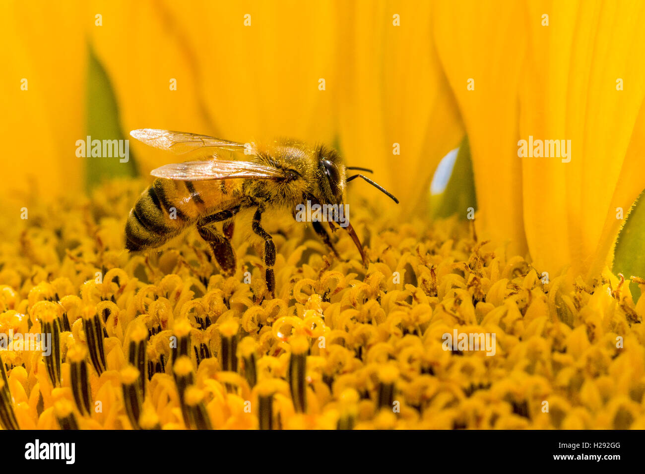 Carniolan honey bee (Apis mellifera carnica) is collecting nectar at a common sunflower (Helianthus annuus) blossom, Saxony Stock Photo