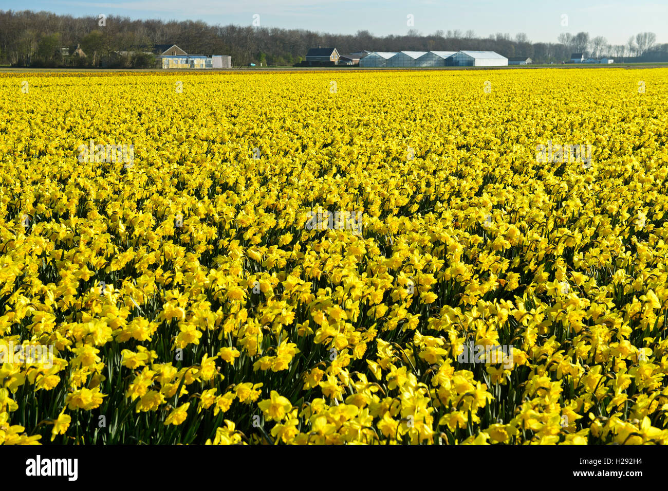 Feld mit Osterglocken, Gelbe Narzisse (Narcissus pseudonarcissus), Noordwijk, Südholland, Niederlande Stock Photo