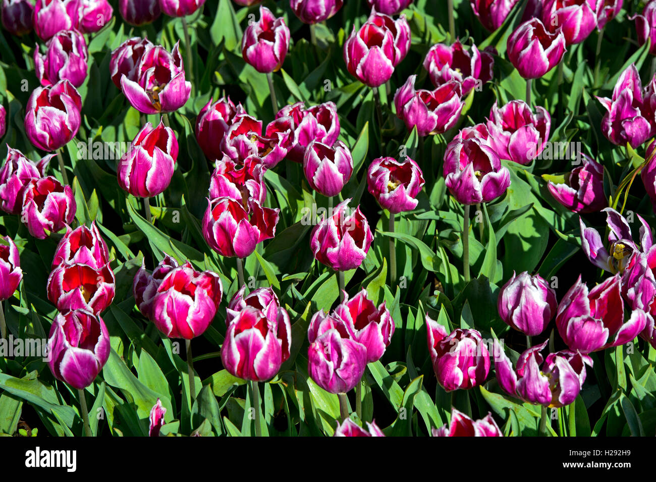 Duc van Tol Violet Tulpen, Tulipa violet, historische Tulpensorte von 1700, Gartenanlage Keukenhof, Lisse bei Leiden, Niederland Stock Photo