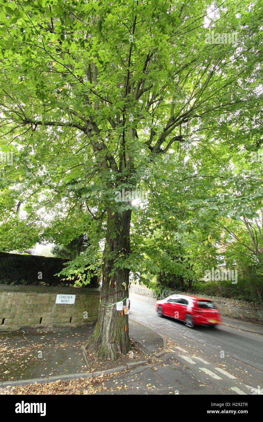 The Chelsea Road elm in Nether Edge, Sheffield. Mature elm earmarked for  felling, host to white letter hairstreak butterflies Stock Photo - Alamy