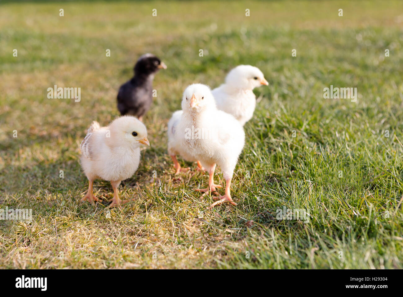 Young chicken on a meadow outdoor Stock Photo Alamy